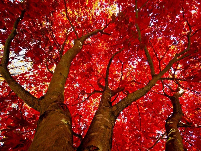 2 Red Maple Trees - 36" Tall Live Plants - Fast Growing Trees - Acer rubrum - (2 Pack)