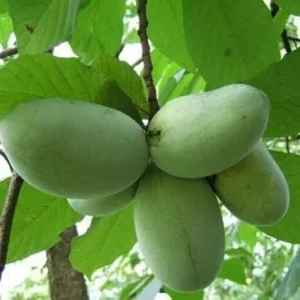 3 Paw Paw Trees - 6-12