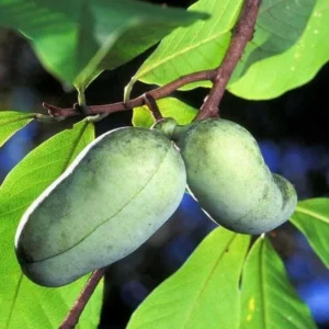 3 Paw Paw Trees - 6-12" Tall Seedlings - Live Plants - Rare Hardy Edible Fruit - Asimina triloba