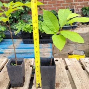 3 Paw Paw Trees - 6-12