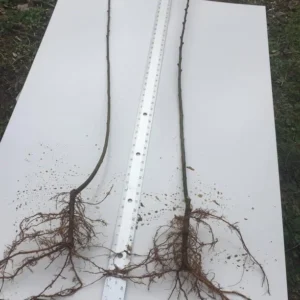 2 Red Maple Trees - 36