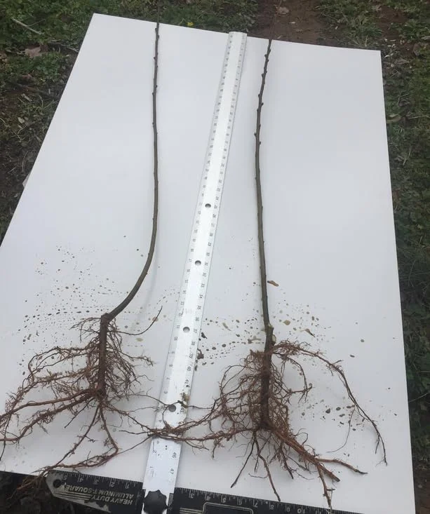 2 Red Maple Trees - 36" Tall Live Plants - Fast Growing Trees - Acer rubrum - (2 Pack)