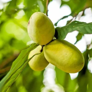 3 Paw Paw Trees - 6-12