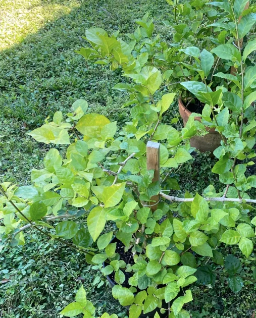 yellow leaves on your Arabian Jasmine