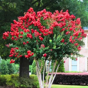 Red Crape Myrtle Plant Live, Hardy Crepe Myrtle Tree in Quart Pot, 8-15 Inch Tall, Ornamental Crepe Myrtle Flowering Ideal for Gardens and Yards