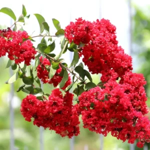 Red Crape Myrtle Plant Live, Hardy Crepe Myrtle Tree in Quart Pot, 8-15 Inch Tall, Ornamental Crepe Myrtle Flowering Ideal for Gardens and Yards
