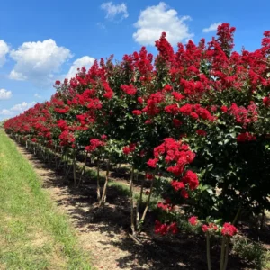 Red Crape Myrtle Plant Live, Hardy Crepe Myrtle Tree in Quart Pot, 8-15 Inch Tall, Ornamental Crepe Myrtle Flowering Ideal for Gardens and Yards