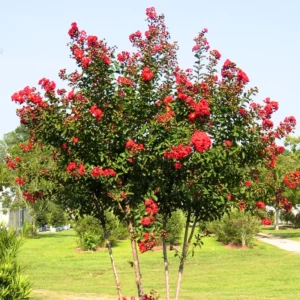 Red Crape Myrtle Plant Live, Hardy Crepe Myrtle Tree in Quart Pot, 8-15 Inch Tall, Ornamental Crepe Myrtle Flowering Ideal for Gardens and Yards