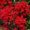 Red Crepe Myrtle Tree, Red Crape Myrtle Plant Live, Size 8-15 Inch Tall, in Quart Pot