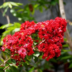 Red Crepe Myrtle Tree, Red Crape Myrtle Plant Live, Size 8-15 Inch Tall, in Quart Pot