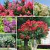 2-Pack Assorted Crape Myrtle Trees – Hardy Crepe Myrtle Plants - Size 18-24 Inch Ornamental Plants in Quart Pot, Beautiful Myrtle Flower Bushes