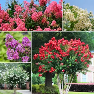 2-Pack Assorted Crape Myrtle Trees – Hardy Crepe Myrtle Plants - Size 18-24 Inch Ornamental Plants in Quart Pot, Beautiful Myrtle Flower Bushes