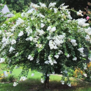 2-Pack Assorted Crape Myrtle Trees – Hardy Crepe Myrtle Plants - Size 18-24 Inch Ornamental Plants in Quart Pot, Beautiful Myrtle Flower Bushes