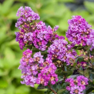 2-Pack Assorted Crape Myrtle Trees – Hardy Crepe Myrtle Plants - Size 18-24 Inch Ornamental Plants in Quart Pot, Beautiful Myrtle Flower Bushes