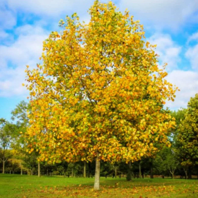 2 Tulip Poplar Trees Live Plants, 12-18 Inch Tall Bareroots for Easy Planting, Fast-Growing Shade Trees for Outdoor Gardens and Landscaping