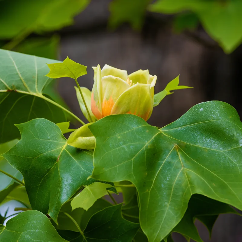 2 Tulip Poplar Trees Live Plants, 12-18 Inch Tall Bareroots for Easy Planting, Fast-Growing Shade Trees for Outdoor Gardens and Landscaping