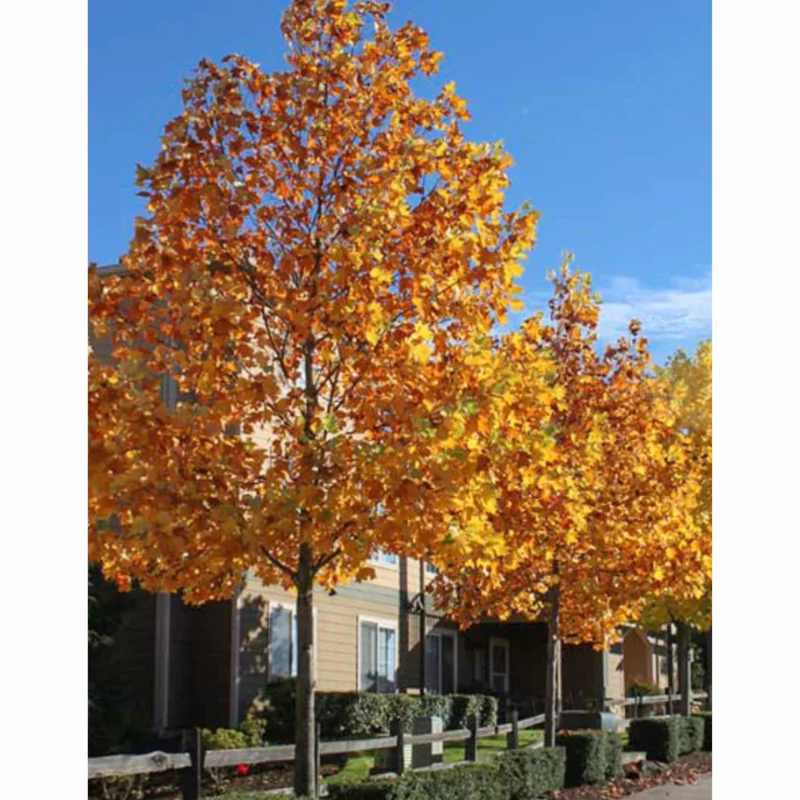 2 Tulip Poplar Trees Live Plants, 12-18 Inch Tall Bareroots for Easy Planting, Fast-Growing Shade Trees for Outdoor Gardens and Landscaping
