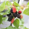 Sweet Dwarf Mulberry Tree Live – Mulberry Plants Live for Planting, Compact 6-10 Inch Fruit Seedlings, Potted in 3.5-Inch Container