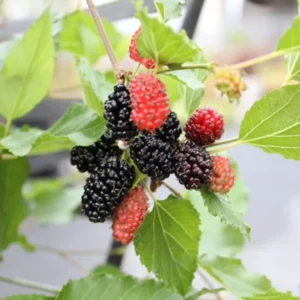 Sweet Dwarf Mulberry Tree Live – Mulberry Plants Live for Planting, Compact 6-10 Inch Fruit Seedlings, Potted in 3.5-Inch Container