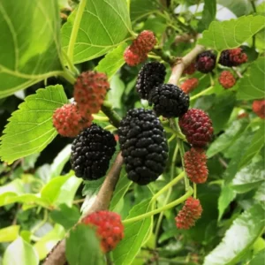 Sweet Dwarf Mulberry Tree Live – Mulberry Plants Live for Planting, Compact 6-10 Inch Fruit Seedlings, Potted in 3.5-Inch Container