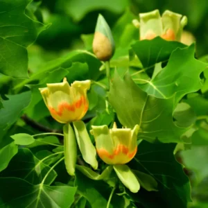 2 Tulip Poplar Trees Live Plants, 12-18 Inch Tall Bareroots for Easy Planting, Fast-Growing Shade Trees for Outdoor Gardens and Landscaping