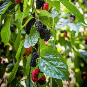 Sweet Dwarf Mulberry Tree Live – Mulberry Plants Live for Planting, Compact 6-10 Inch Fruit Seedlings, Potted in 3.5-Inch Container