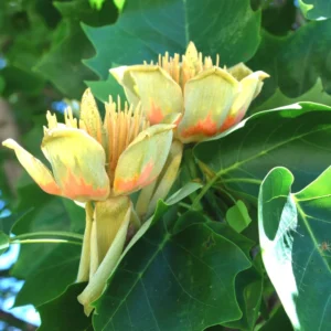 2 Tulip Poplar Trees Live Plants, 12-18 Inch Tall Bareroots for Easy Planting, Fast-Growing Shade Trees for Outdoor Gardens and Landscaping