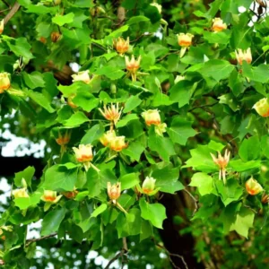 2 Tulip Poplar Trees Live Plants, 12-18 Inch Tall Bareroots for Easy Planting, Fast-Growing Shade Trees for Outdoor Gardens and Landscaping