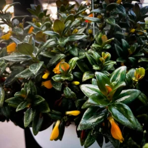 Goldfish Plant Live in 2 Inch Pot, Tropical Goldfish Hybrid Plant