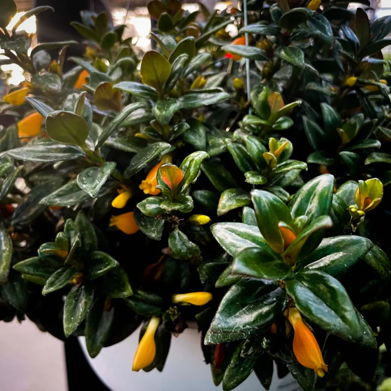 Goldfish Plant Live in 2 Inch Pot, Tropical Goldfish Hybrid Plant