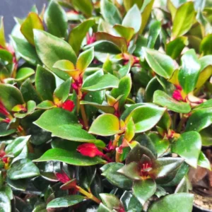 Goldfish Plant Live in 2 Inch Pot, Tropical Goldfish Hybrid Plant