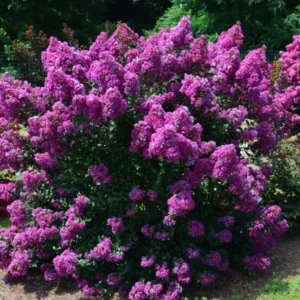 Crepe Myrtle Tree, 18-24 Inch Tall, Ornamental Crape Myrtle Plant Live, in Quart Pot, Fragrant Myrtle Flowers Bush Shrub