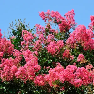 Crepe Myrtle Tree, 18-24 Inch Tall, Ornamental Crape Myrtle Plant Live, in Quart Pot, Fragrant Myrtle Flowers Bush Shrub