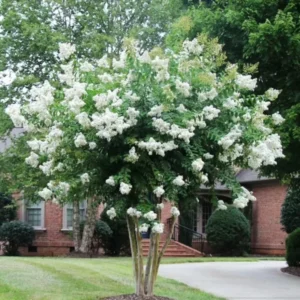 Crepe Myrtle Tree, 18-24 Inch Tall, Ornamental Crape Myrtle Plant Live, in Quart Pot, Fragrant Myrtle Flowers Bush Shrub