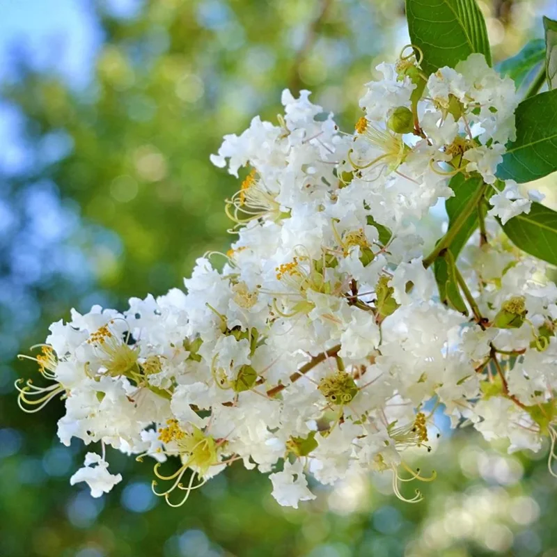 White Crepe Myrtle