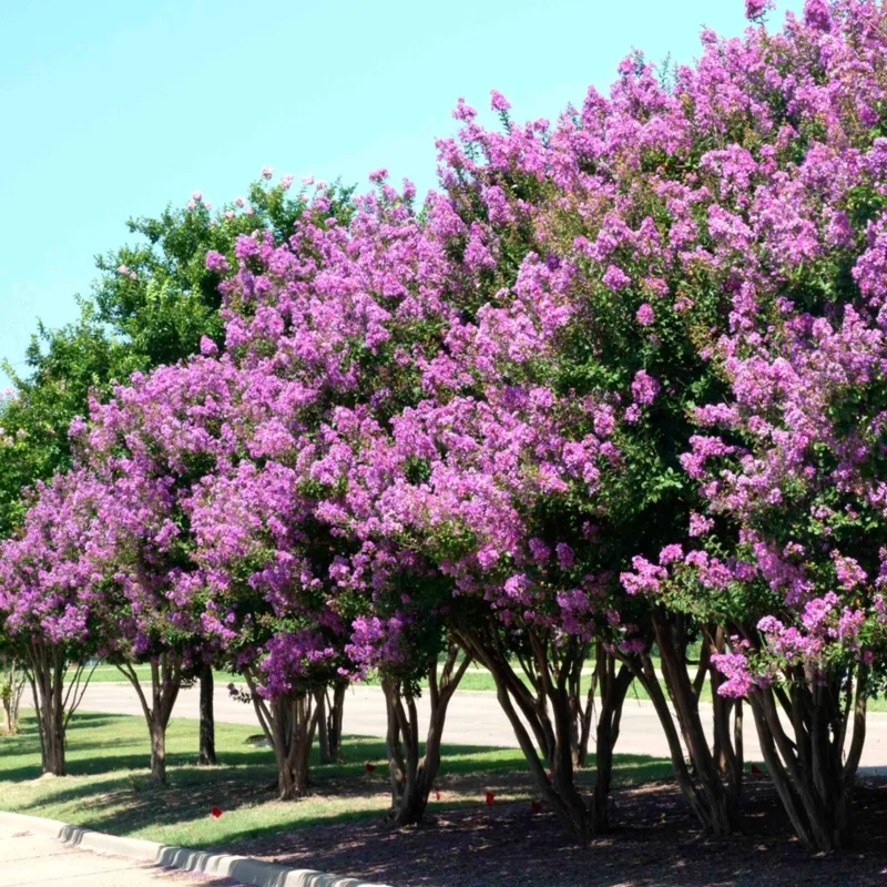 Purple Crepe Myrtle