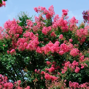 Pink Crepe Myrtle