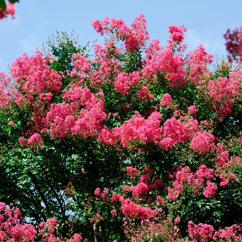 Pink Crepe Myrtle
