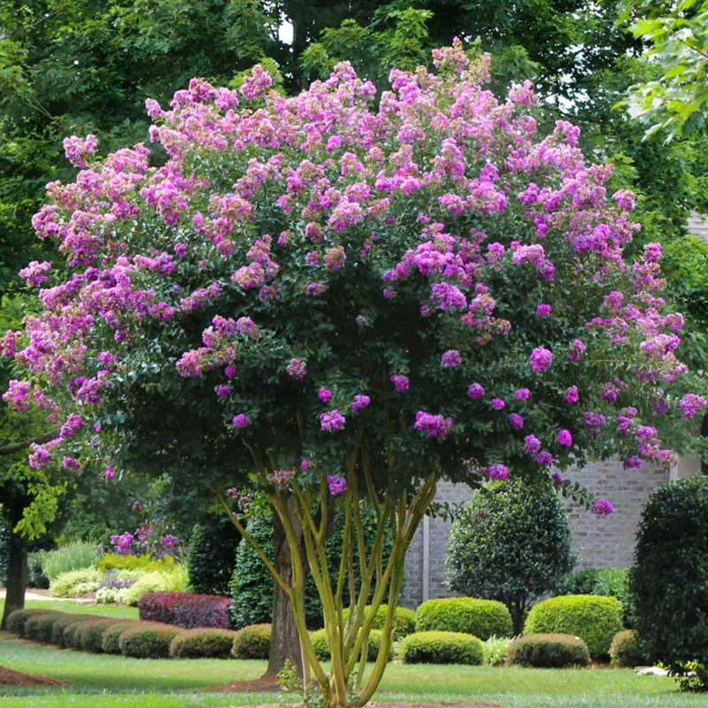 Crape Myrtle Tree, Hardy Crepe Myrtle Plant Live, Bareroot 12-18 Inch Ornamental Plants, Beautiful Myrtle Flower Bushes