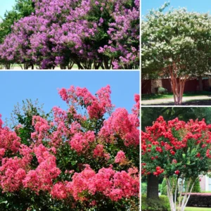2 Crepe Myrtle Trees, Ornamental Flowering Crape Myrtle Plants Live, 18-24 Inches Tall in Quart Pot, Fragrant Myrtle Shrub for Yards