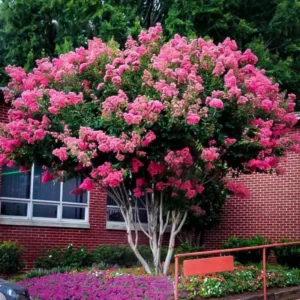 Crape Myrtle Tree, Hardy Crepe Myrtle Plant Live, Bareroot 12-18 Inch Ornamental Plants, Beautiful Myrtle Flower Bushes