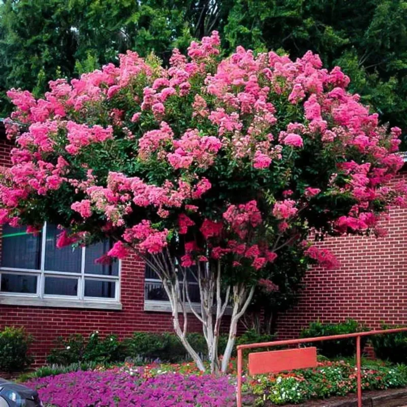 Crape Myrtle Tree, Hardy Crepe Myrtle Plant Live, Bareroot 12-18 Inch Ornamental Plants, Beautiful Myrtle Flower Bushes