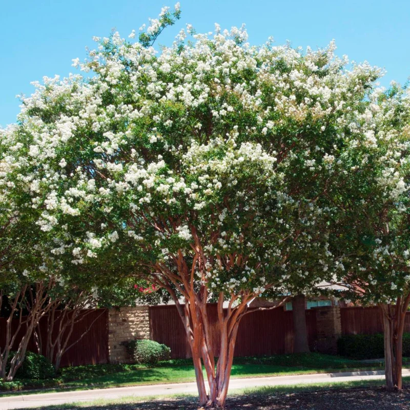 2 White Crepe Myrtle Trees