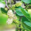 Set of 2 White Mulberry Plants Live Bareroots, Sweet Mulberry Fruit Trees for Planting, Mulberries Seedlings