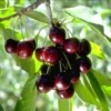 Set of 2 Black Cherry Trees Bareroot – Sweet Cherry Fruit Trees for Planting, Dormant Seedlings
