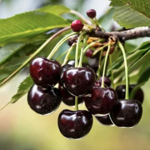 Set of 2 Black Cherry Trees Bareroot – Sweet Cherry Fruit Trees for Planting, Dormant Seedlings