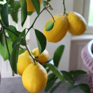Live Eureka Lemon Plant for Planting, 4 Inch Tall, Potted Seedling Eureka Lemon Plant Live, Sweet Fruit Plant