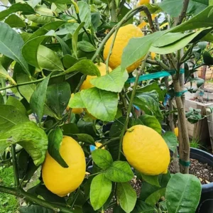 Eureka Lemon Tree Live Plant for Planting, 4 Inch Tall, Potted, Pink Eureka Lemon Tree, Pink Eureka Lemon Tree