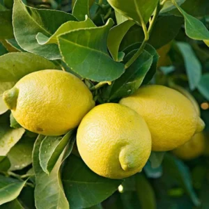 Eureka Lemon Tree Live Plant for Planting, 4 Inch Tall, Potted, Pink Eureka Lemon Tree, Pink Eureka Lemon Tree