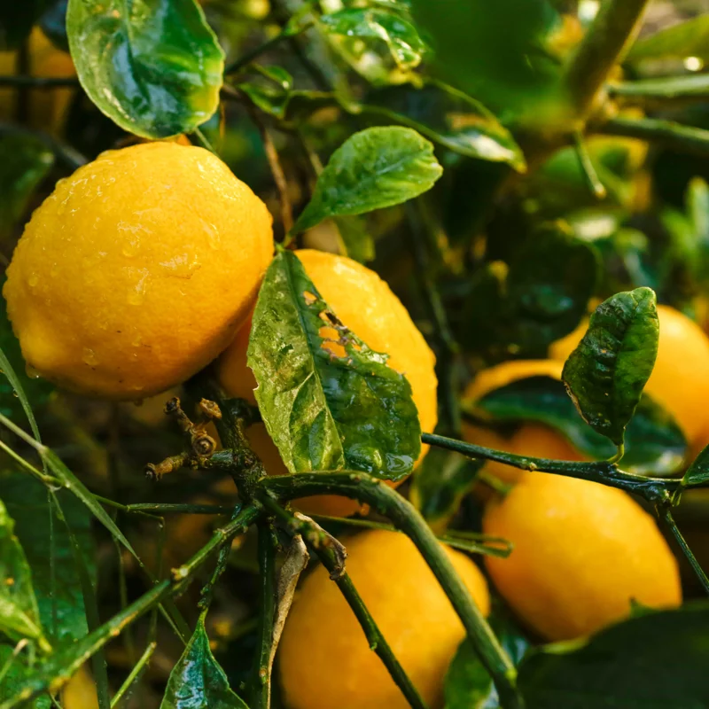 Live Eureka Lemon Plant for Planting, 4 Inch Tall, Potted Seedling Eureka Lemon Plant Live, Sweet Fruit Plant